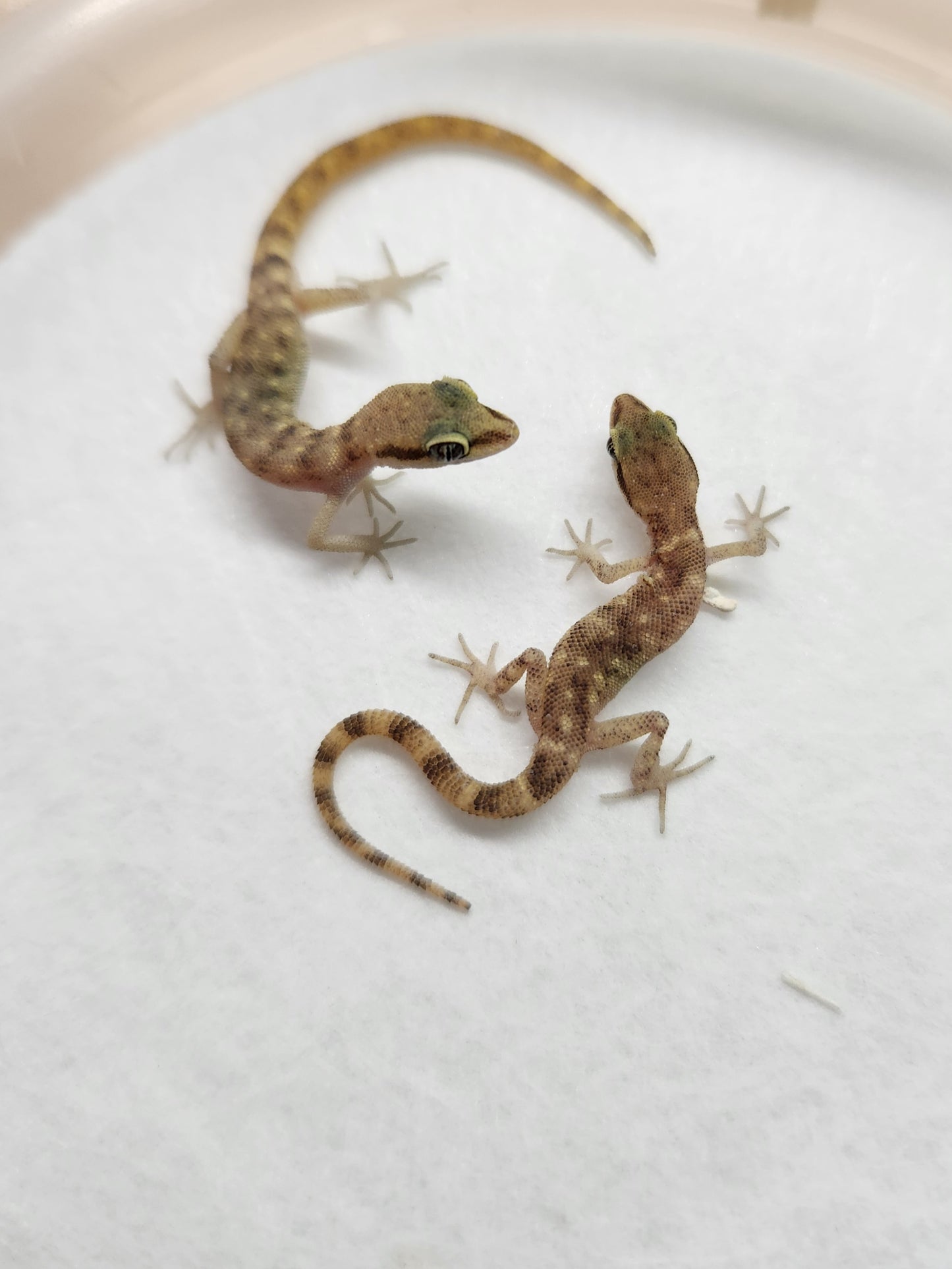 Other Geckos - Tropiocolotes steudneri - Steudners Dwarf Gecko