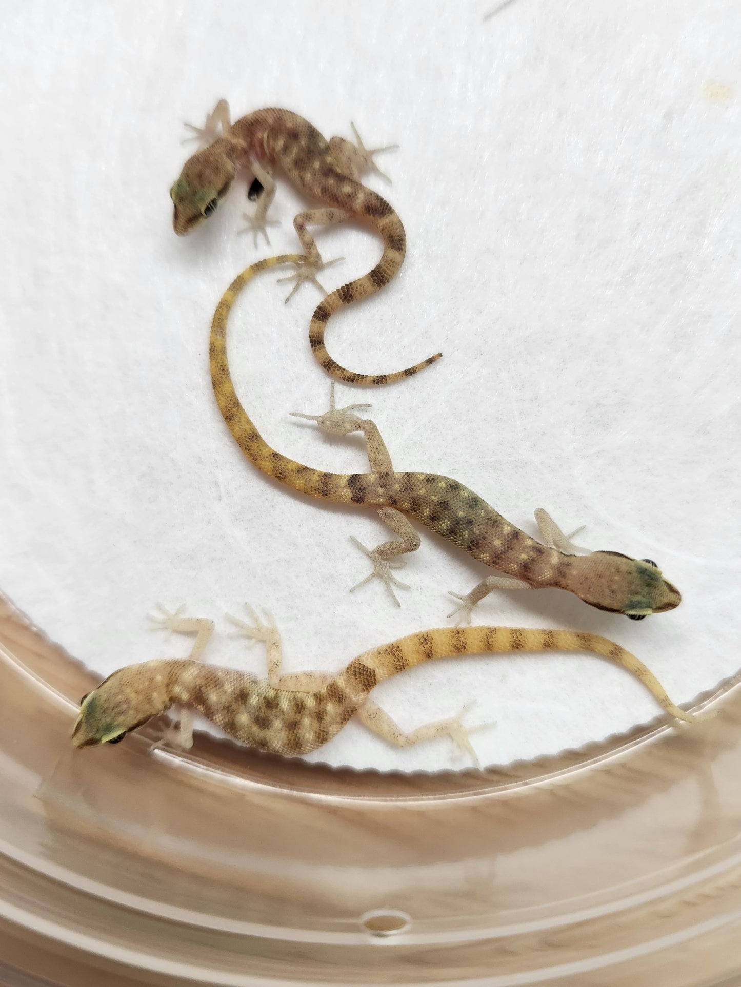 Other Geckos - Tropiocolotes steudneri - Steudners Dwarf Gecko