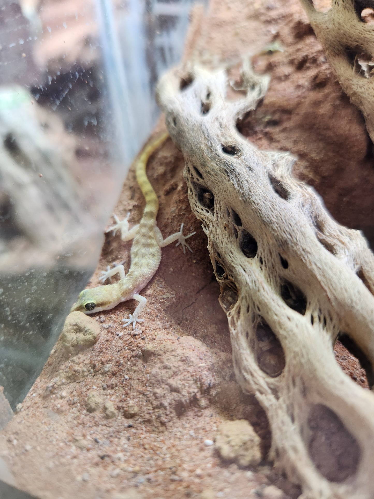 Other Geckos - Tropiocolotes steudneri - Steudners Dwarf Gecko