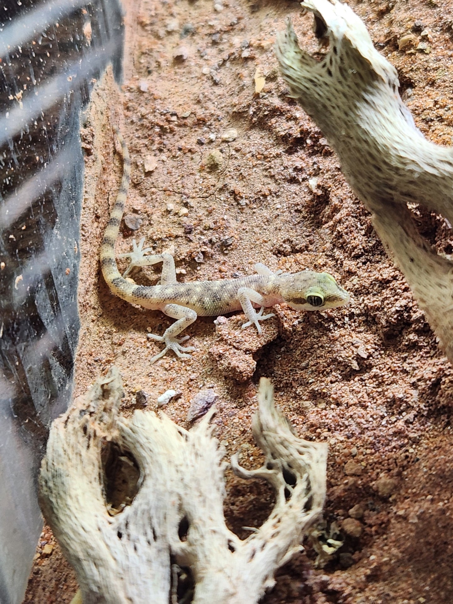 Other Geckos - Tropiocolotes steudneri - Steudners Dwarf Gecko