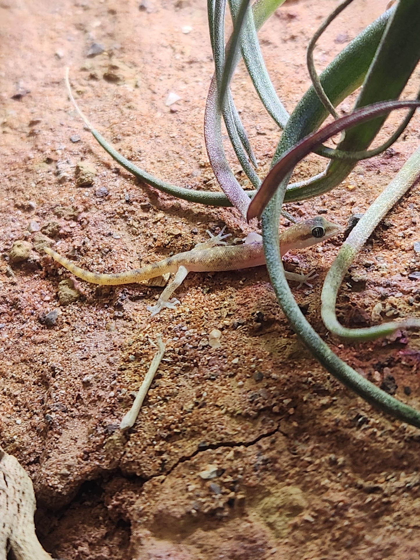 Other Geckos - Tropiocolotes steudneri - Steudners Dwarf Gecko