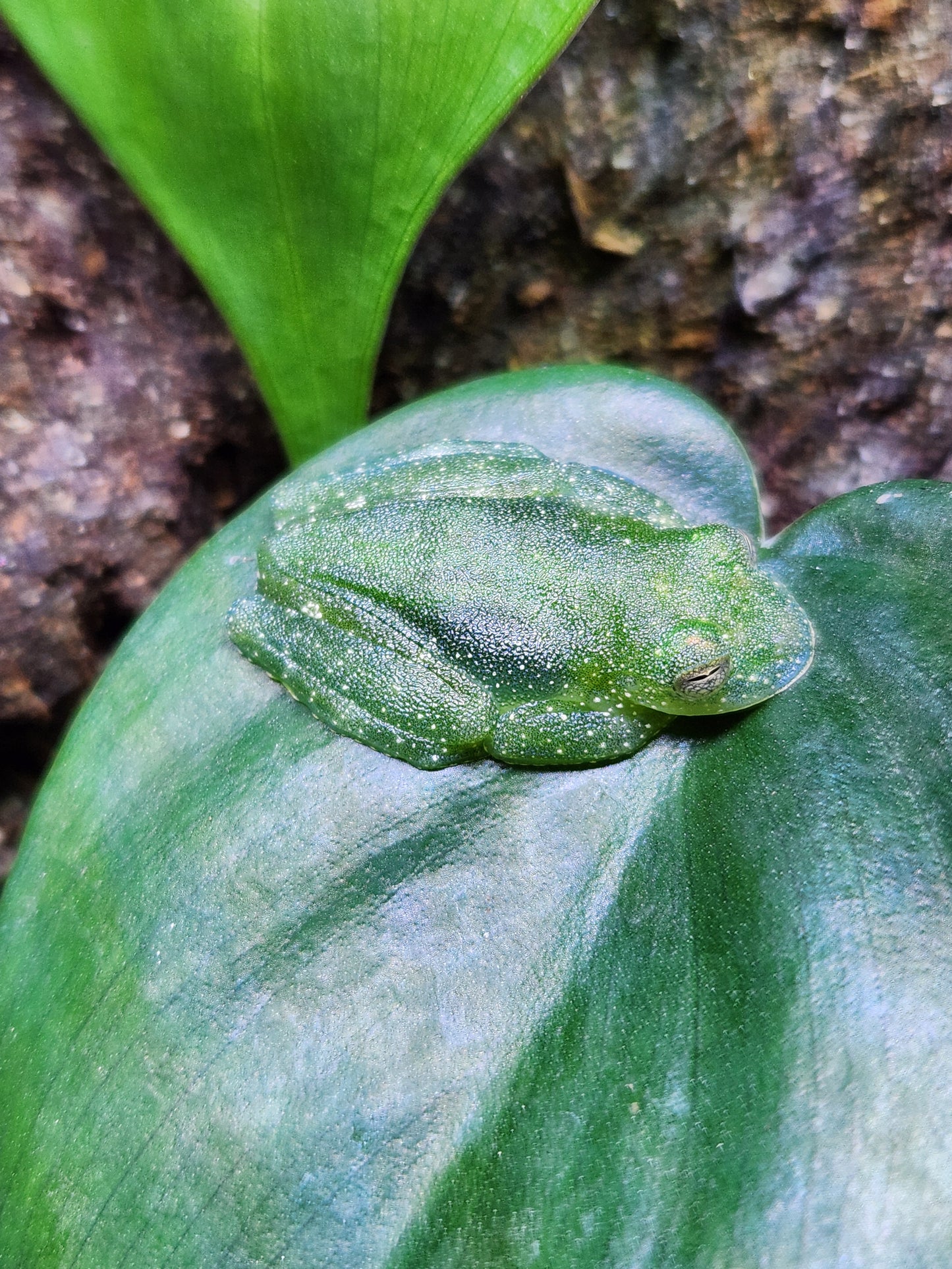 Amphibian - Powdered Glass Frog - Teratohyla pulverata - Unsexed
