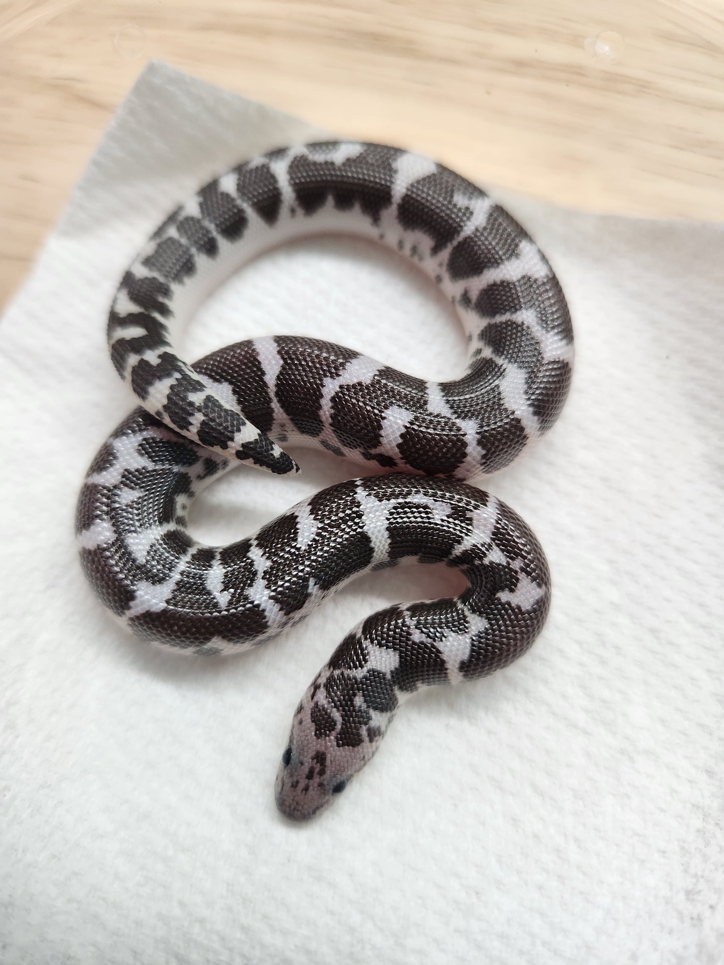 Snake - Kenyan Sand Boa - Anerythristic - Unsexed