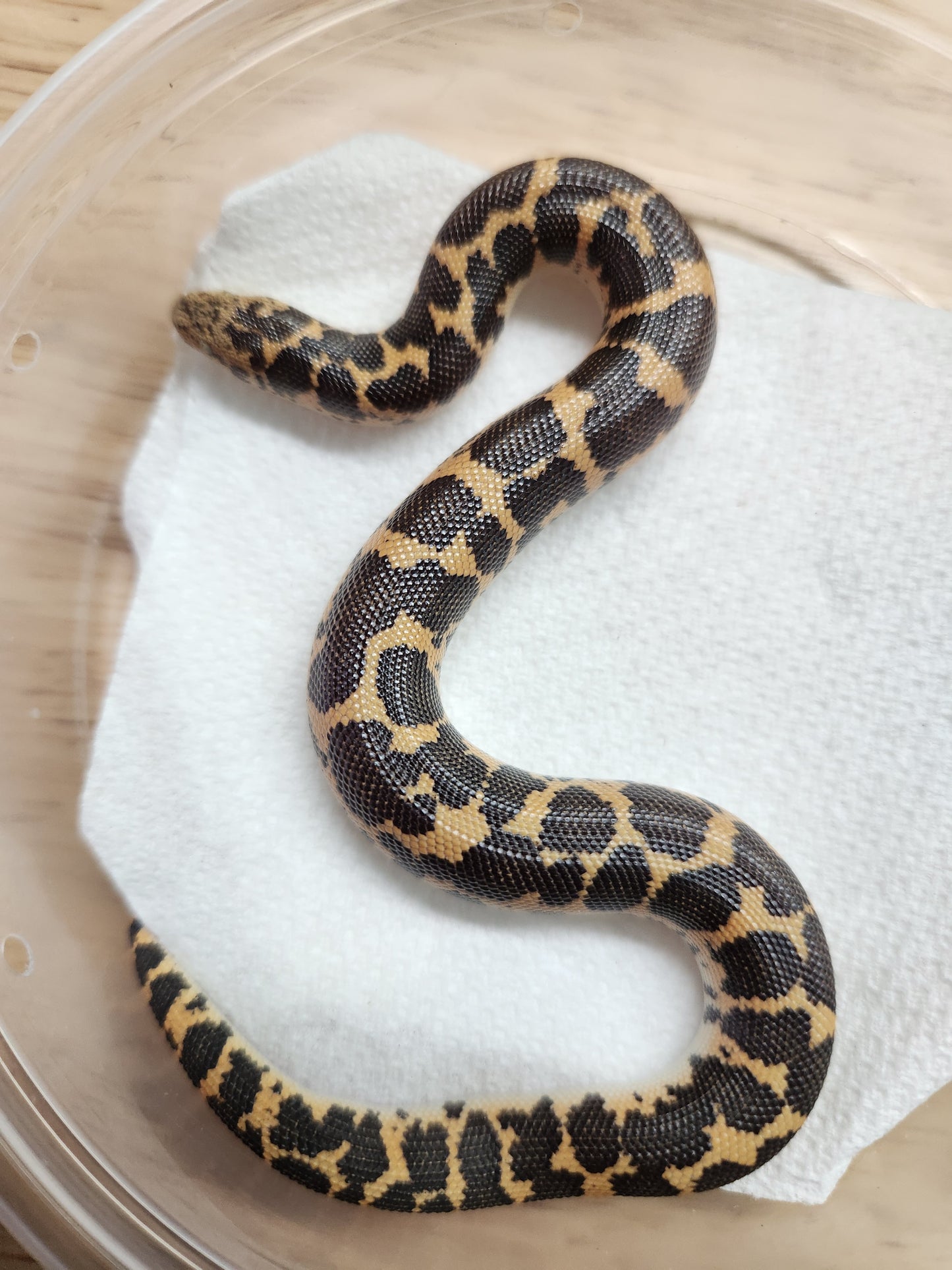 Snake - Kenyan Sand Boa - Normal - Unsexed