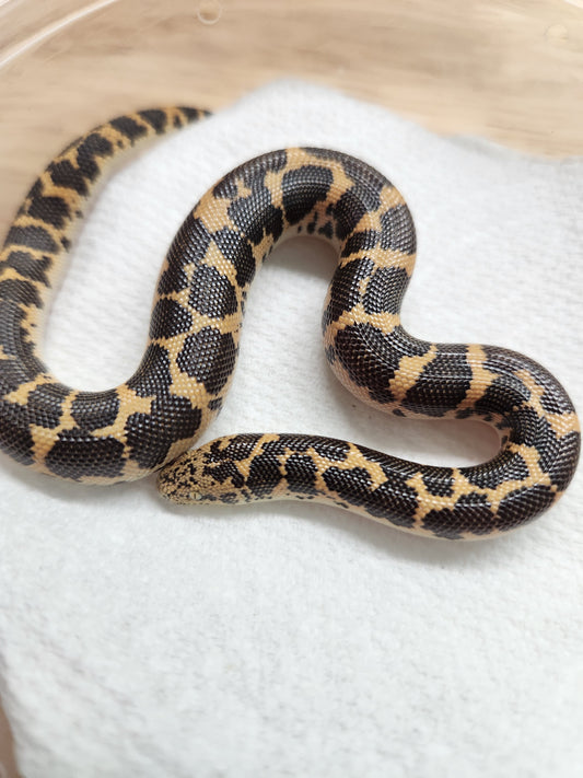 Snake - Kenyan Sand Boa - Normal - Unsexed