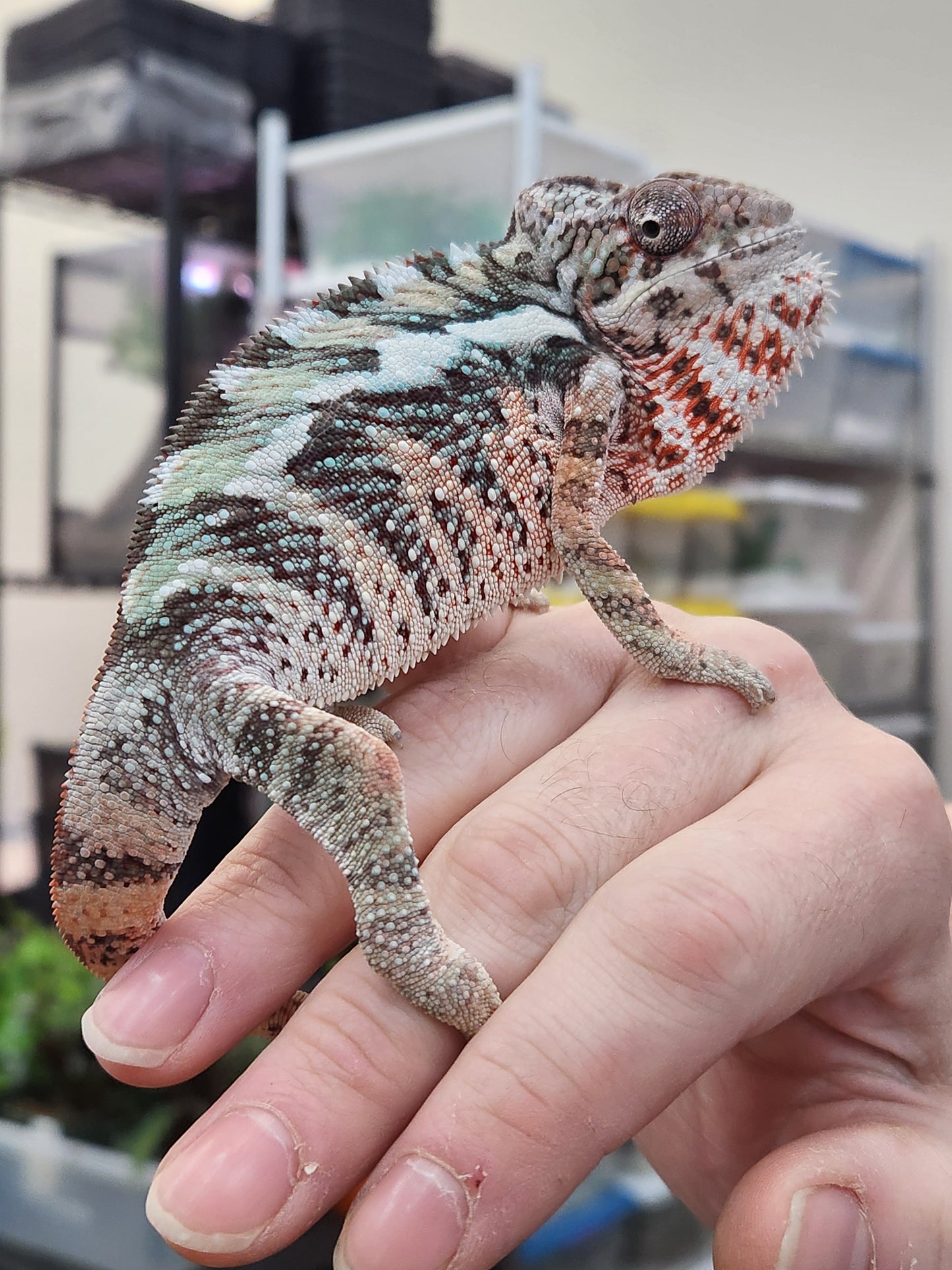 Other Reptiles - Panther Chameleon - Ambilobe x Cape Est - Male