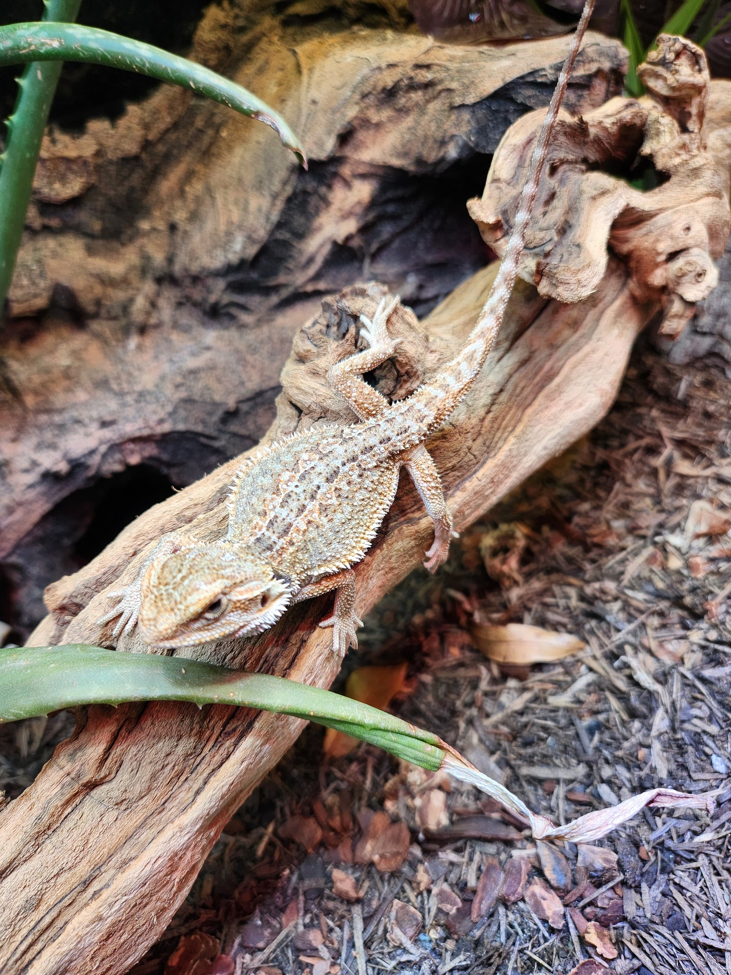 Other Reptiles - Bearded Dragon - Dunner - Unsexed