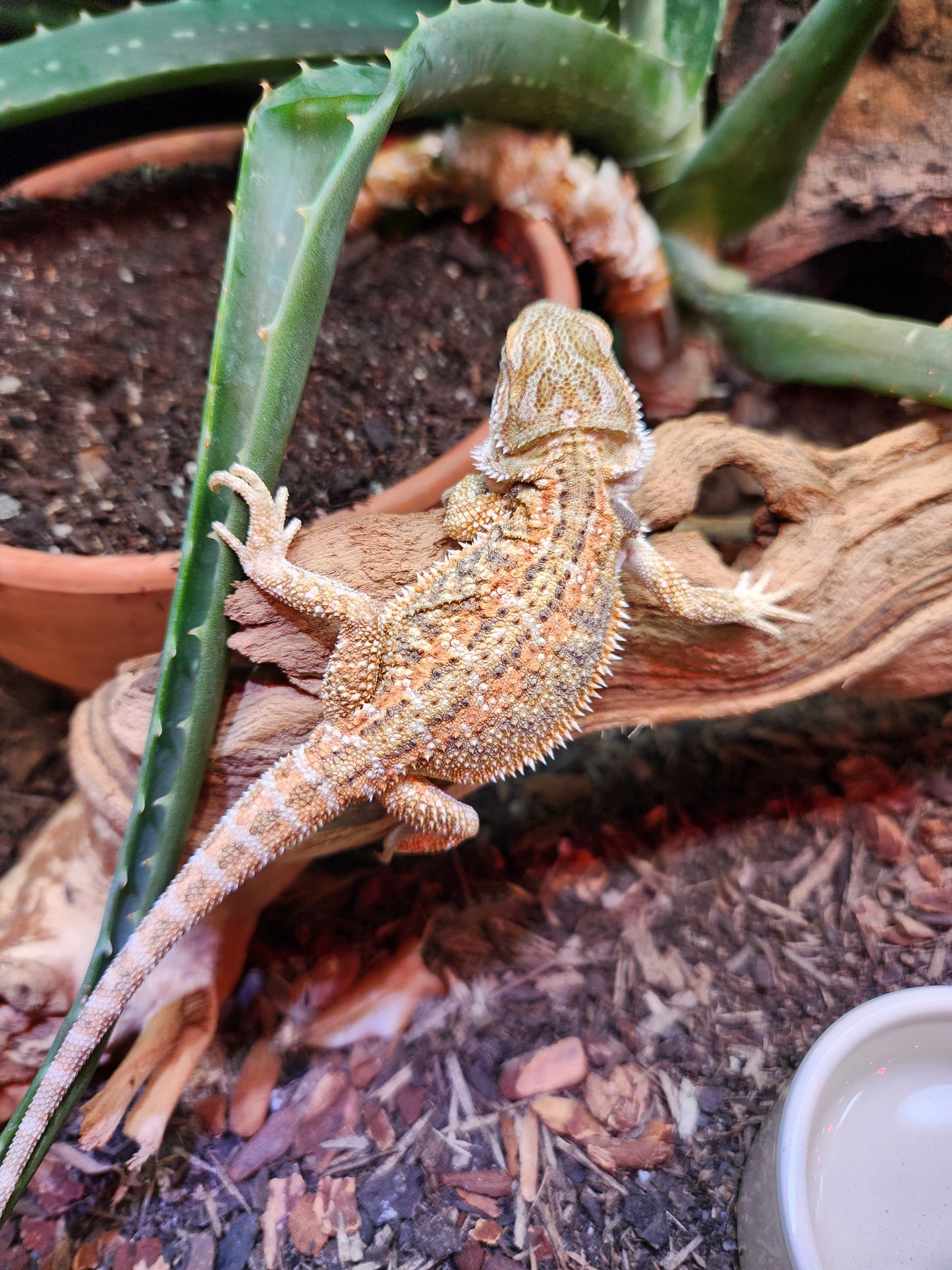 Other Reptiles - Bearded Dragon - Dunner - Unsexed