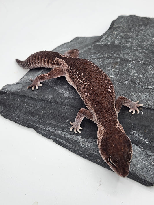 Other Geckos - African Fat Tail - Zulu - Male