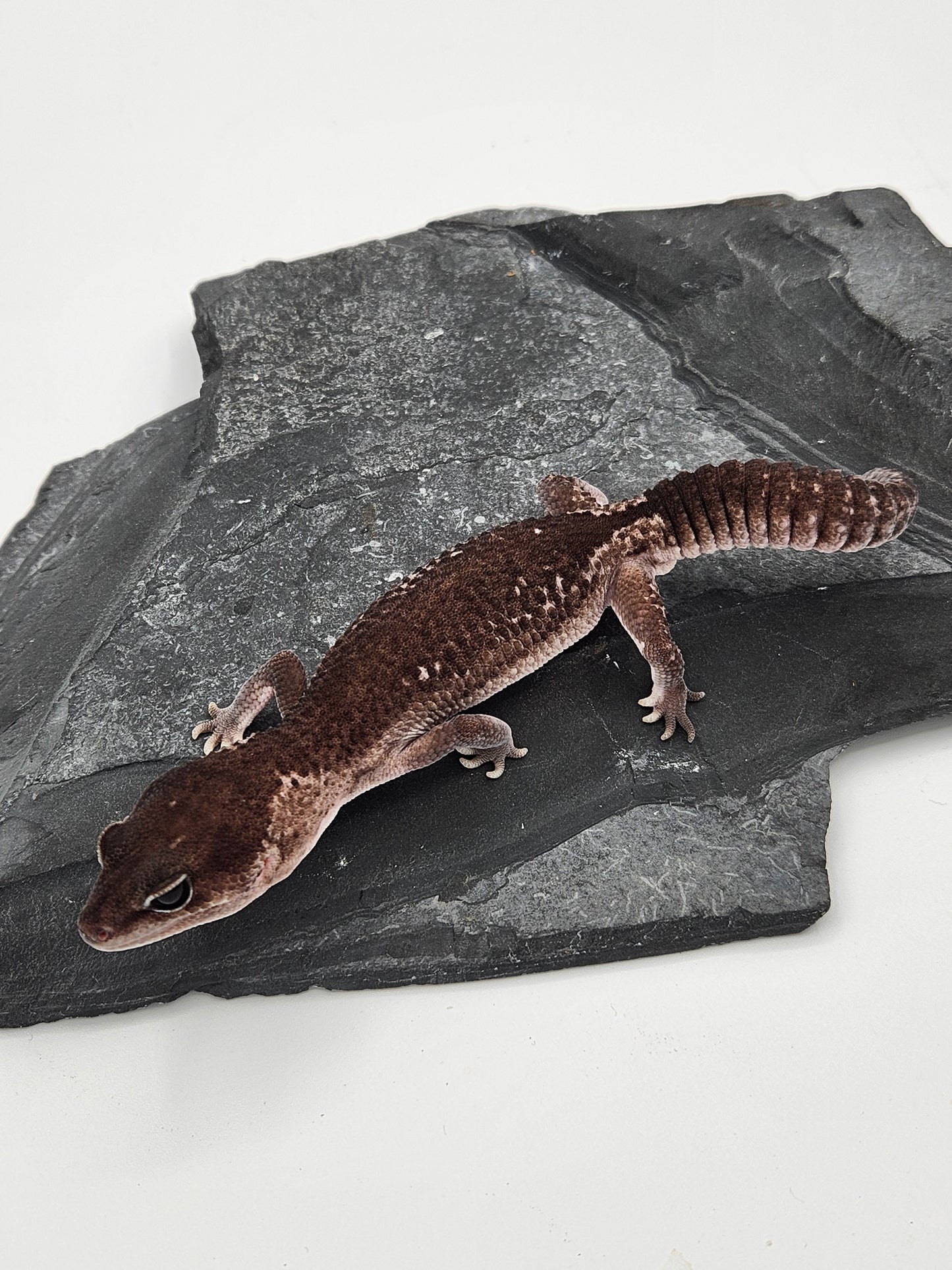 Other Geckos - African Fat Tail - Zulu - Male