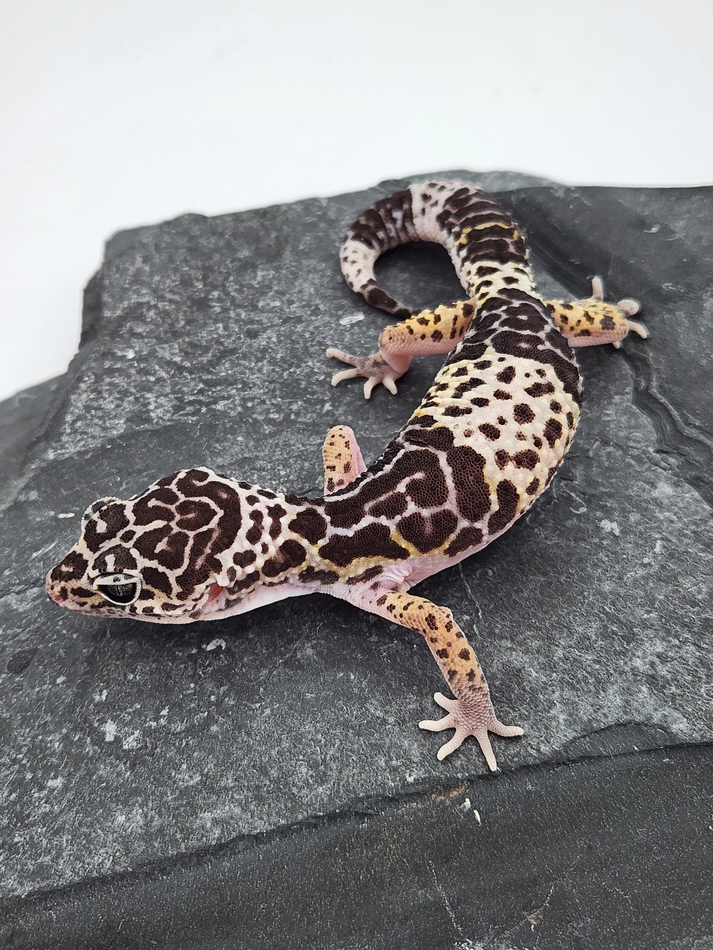 Other Geckos - West Indian Leopard Gecko - Female A