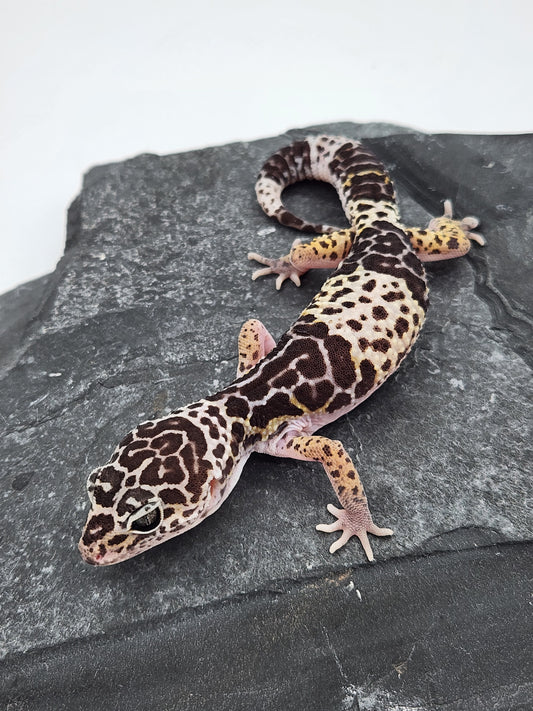 Other Geckos - West Indian Leopard Gecko - Female A