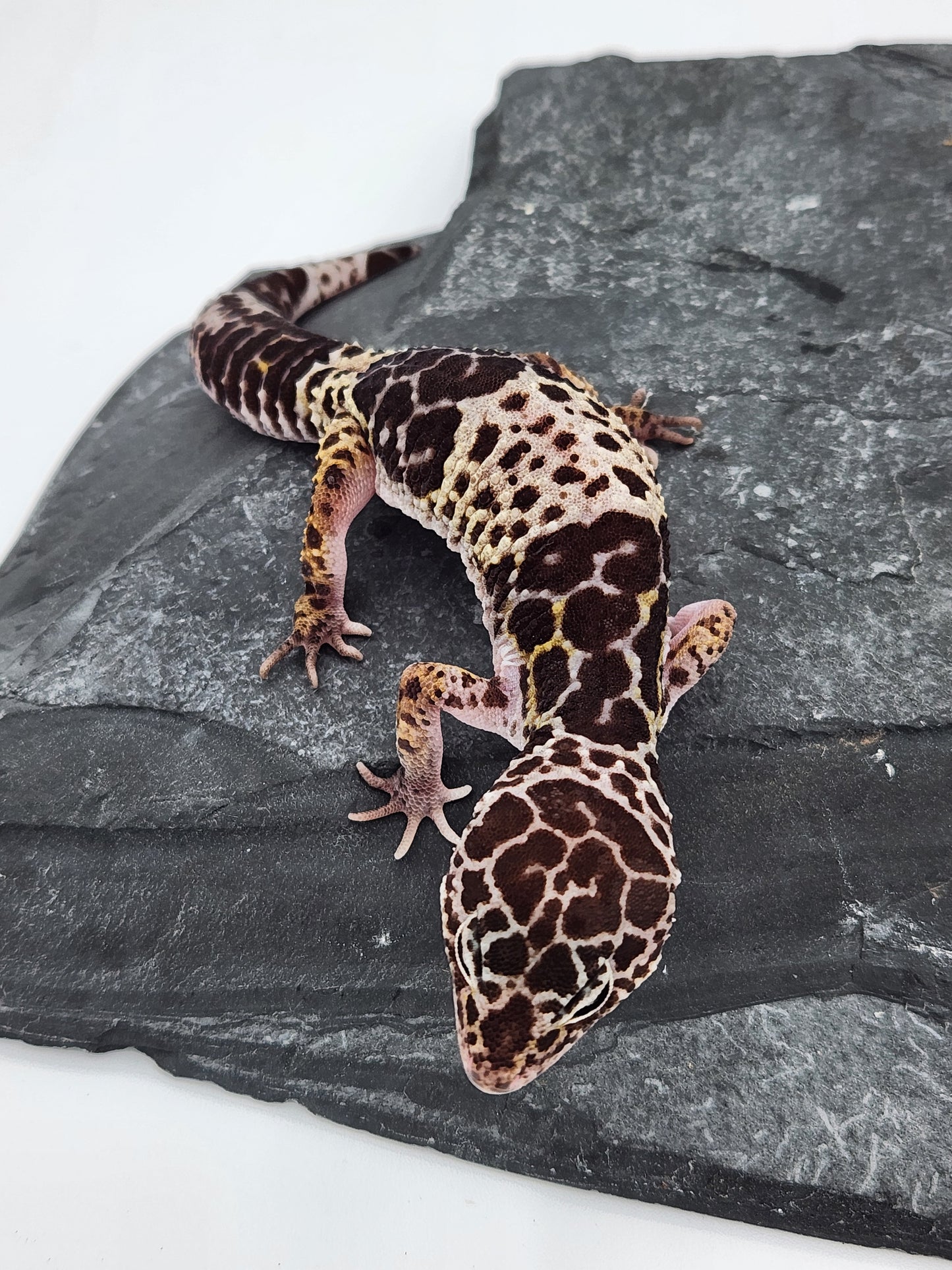 Other Geckos - West Indian Leopard Gecko - Female B