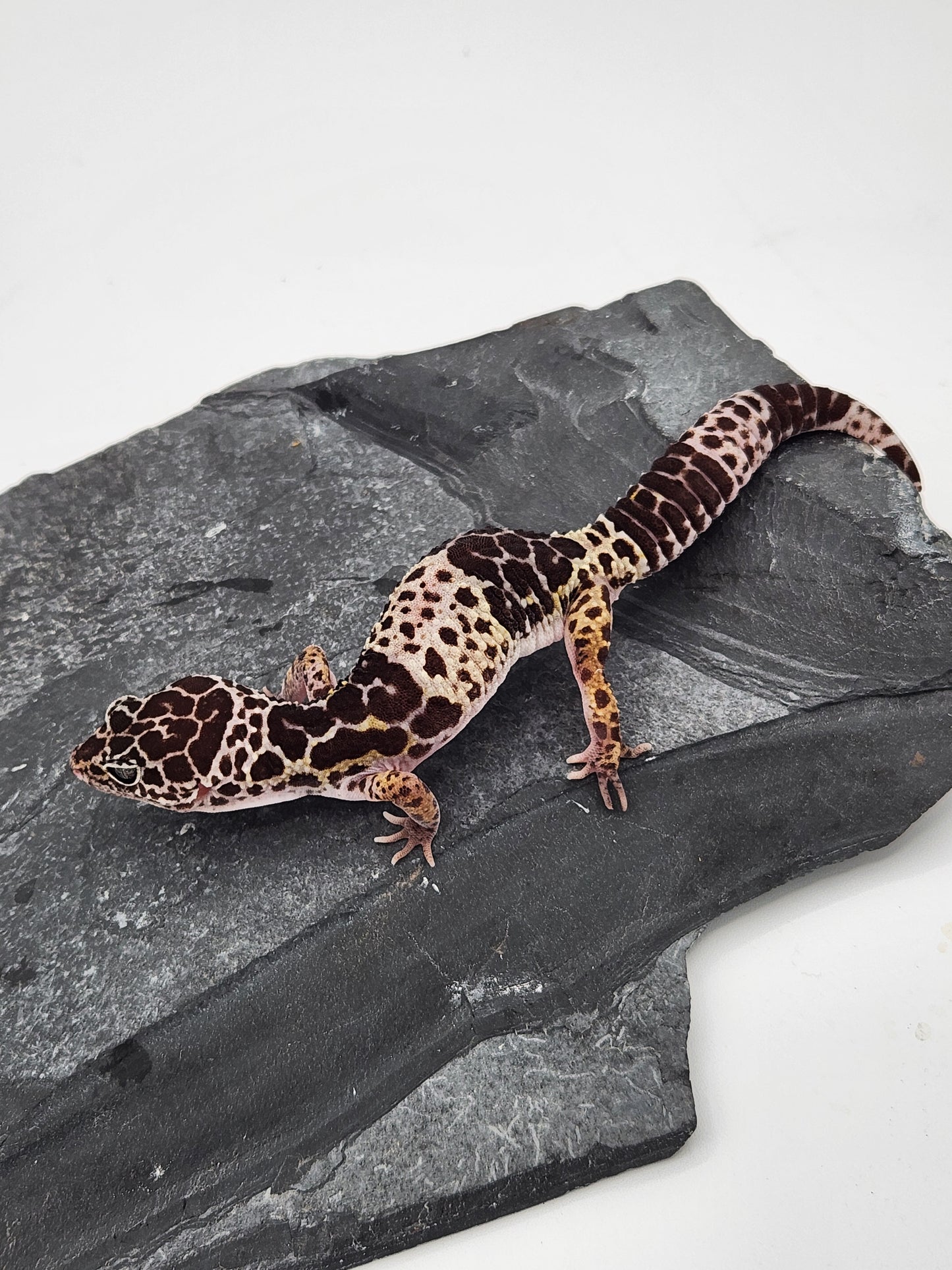 Other Geckos - West Indian Leopard Gecko - Female B