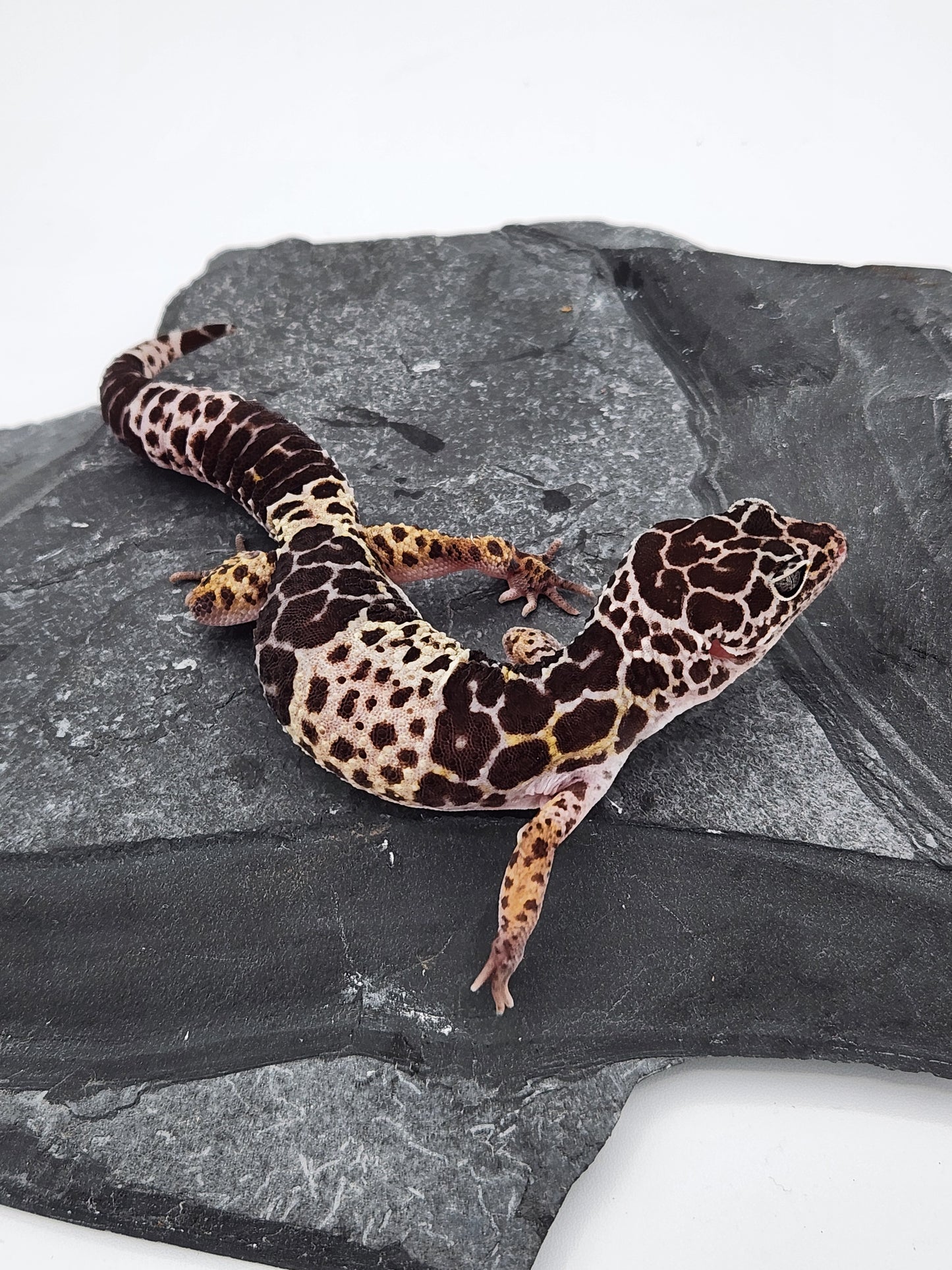 Other Geckos - West Indian Leopard Gecko - Female B