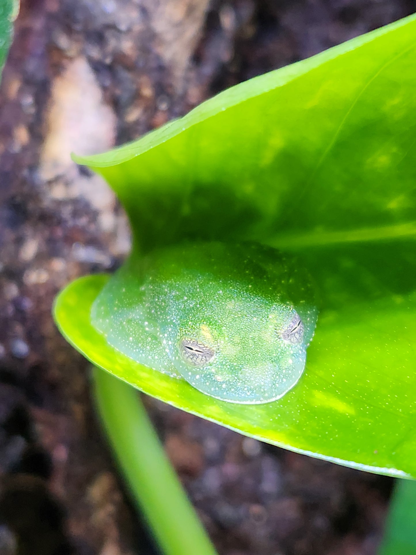 Amphibian - Powdered Glass Frog - Teratohyla pulverata - Unsexed