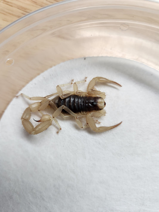 Invertebrates - Desert Hairy Scorpion - Hadrurus arizonensis