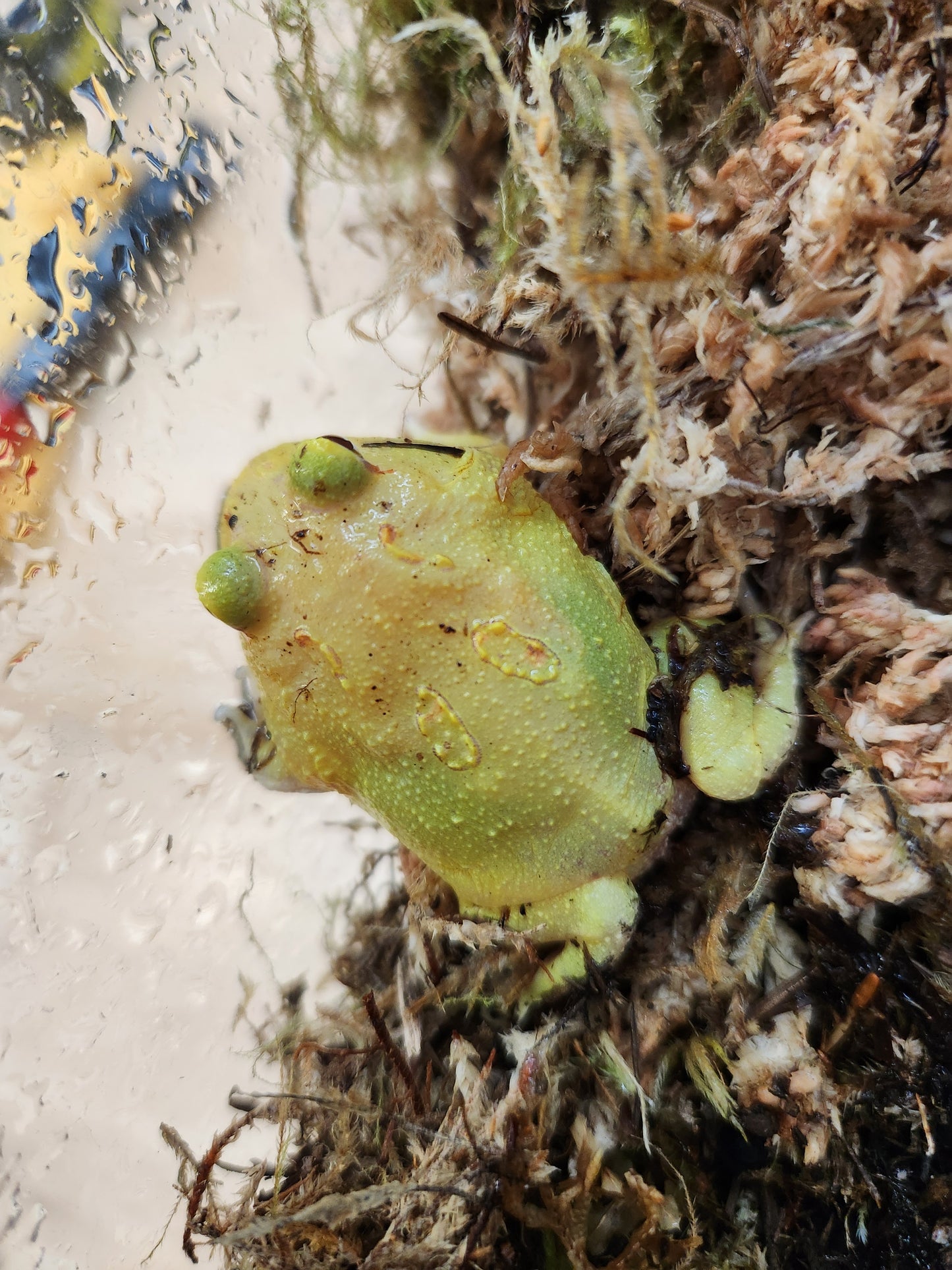 Amphibian - Pacman Frog - Super Pikachu