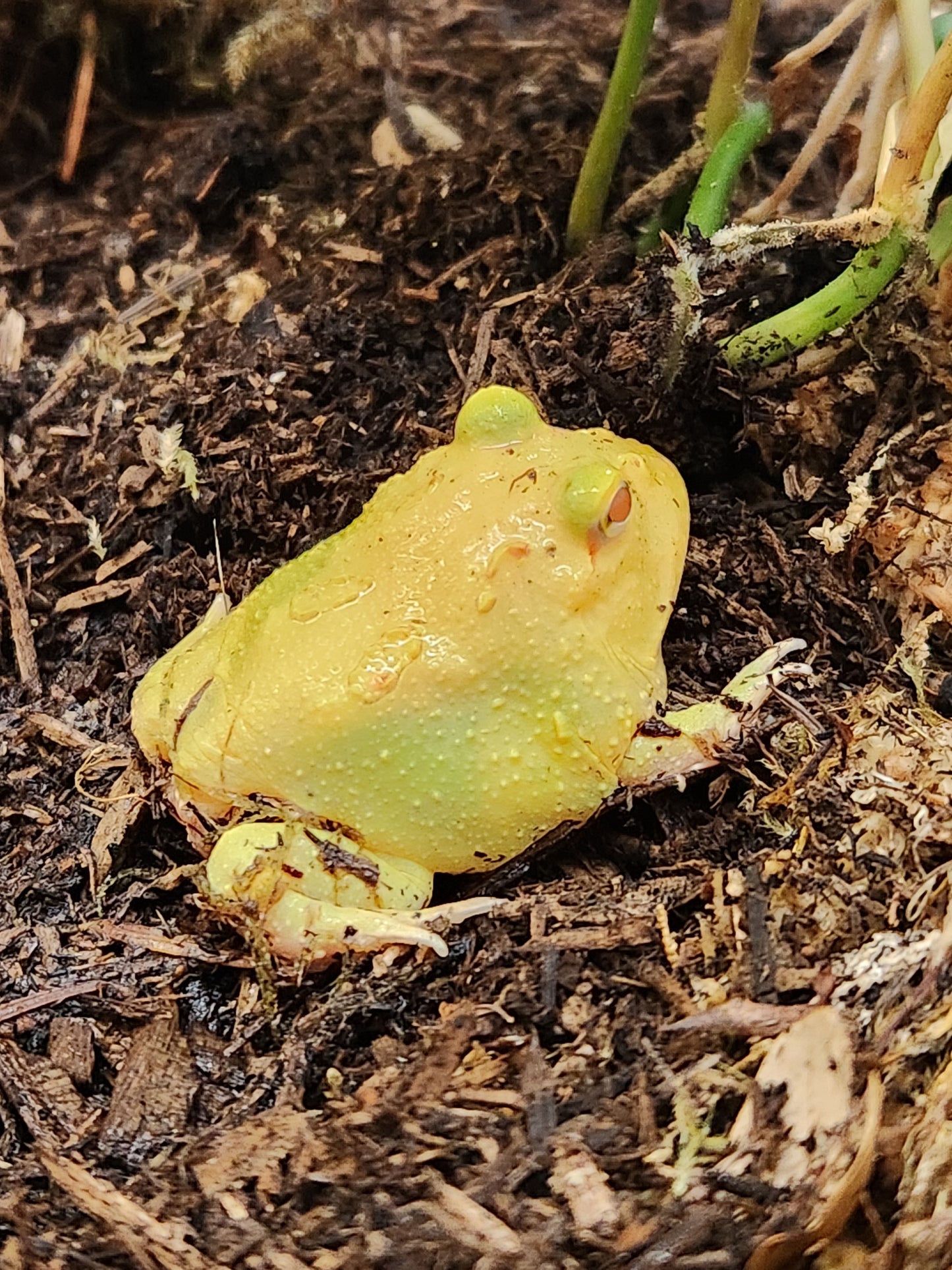 Amphibian - Pacman Frog - Super Pikachu