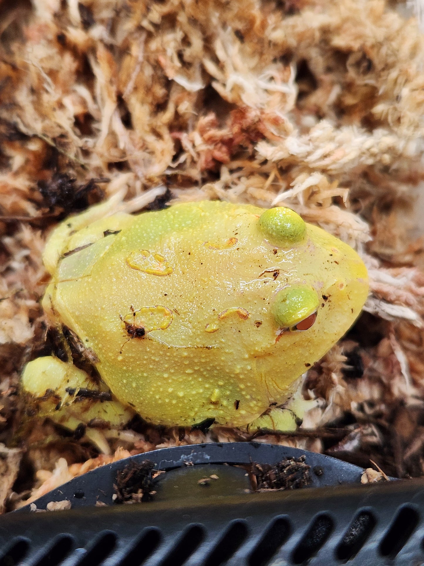 Amphibian - Pacman Frog - Super Pikachu