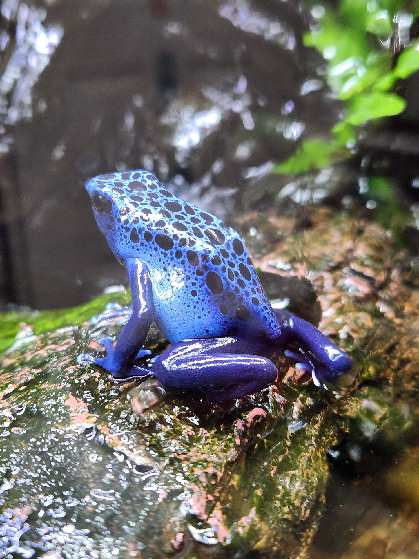 Amphibian - Dendrobates tinctorius 'azureus' - Unsexed