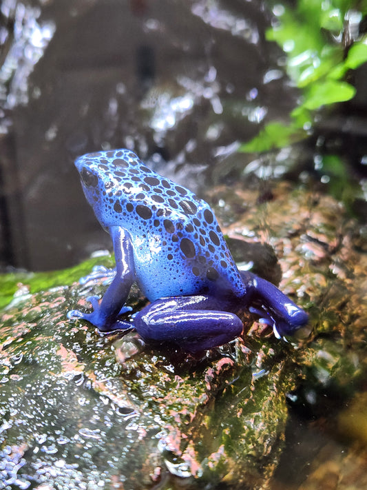 Amphibian - Dendrobates tinctorius 'azureus' - Unsexed