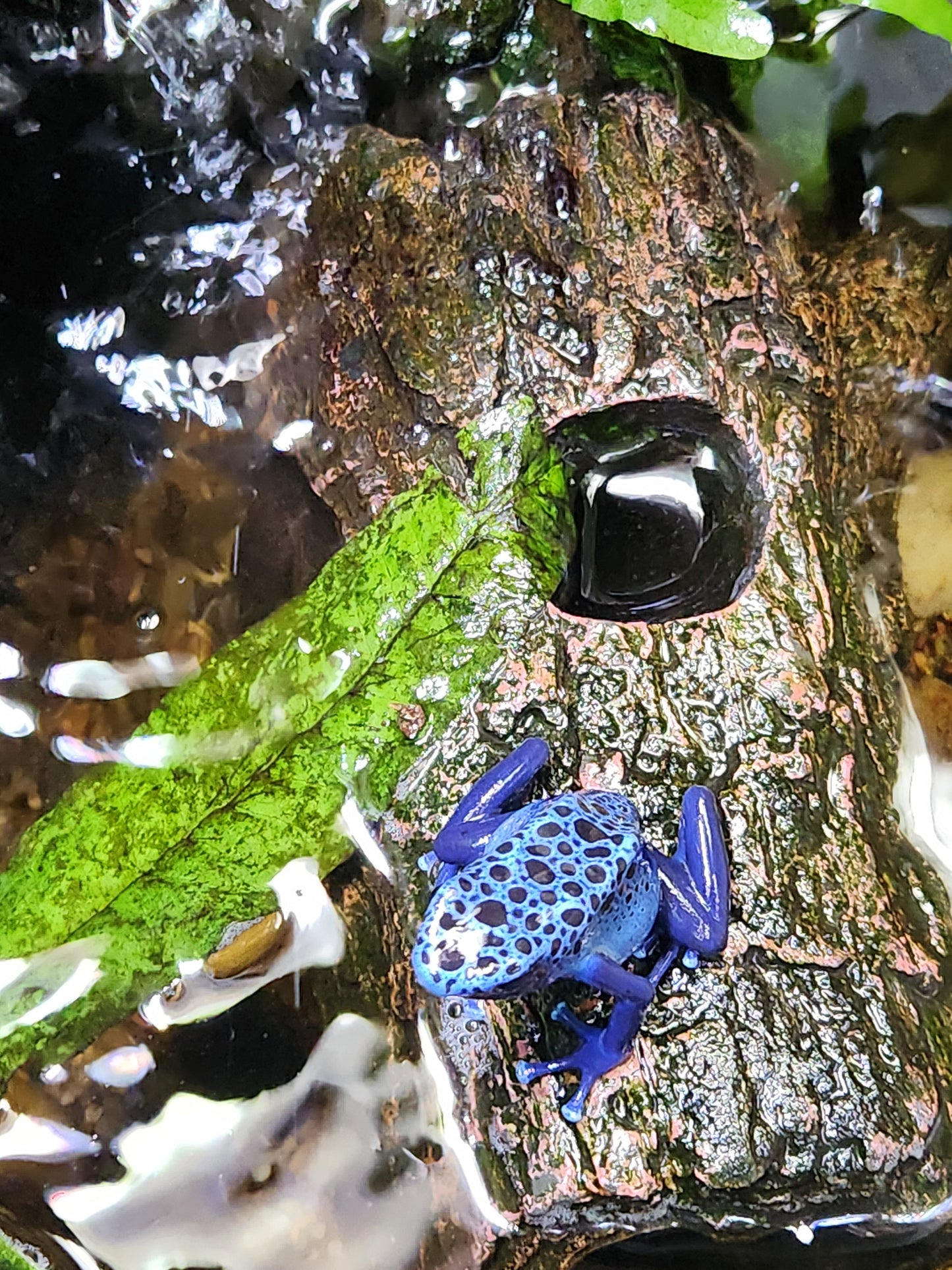 Amphibian - Dendrobates tinctorius 'azureus' - Unsexed