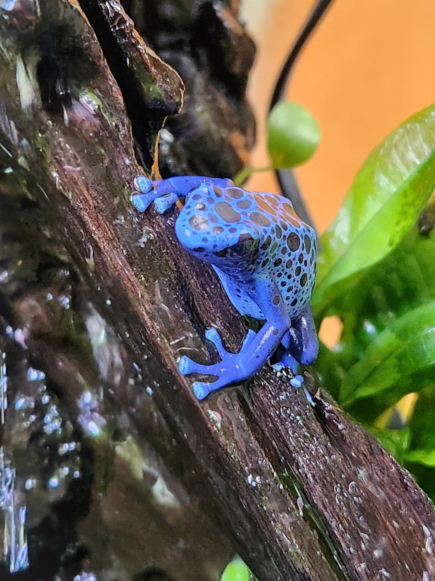 Amphibian - Dendrobates tinctorius 'azureus' - Unsexed
