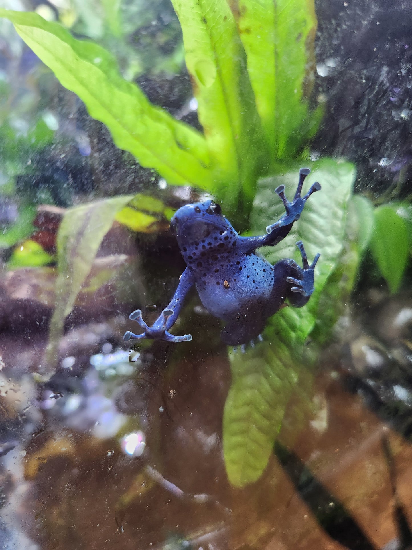 Amphibian - Dendrobates tinctorius 'azureus' - Unsexed