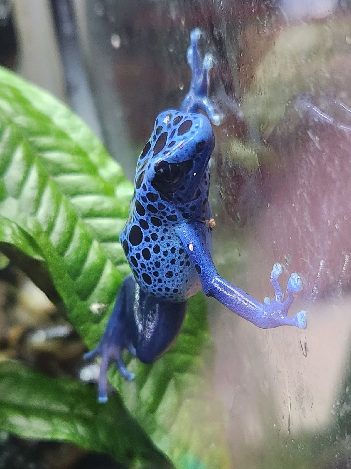 Amphibian - Dendrobates tinctorius 'azureus' - Unsexed