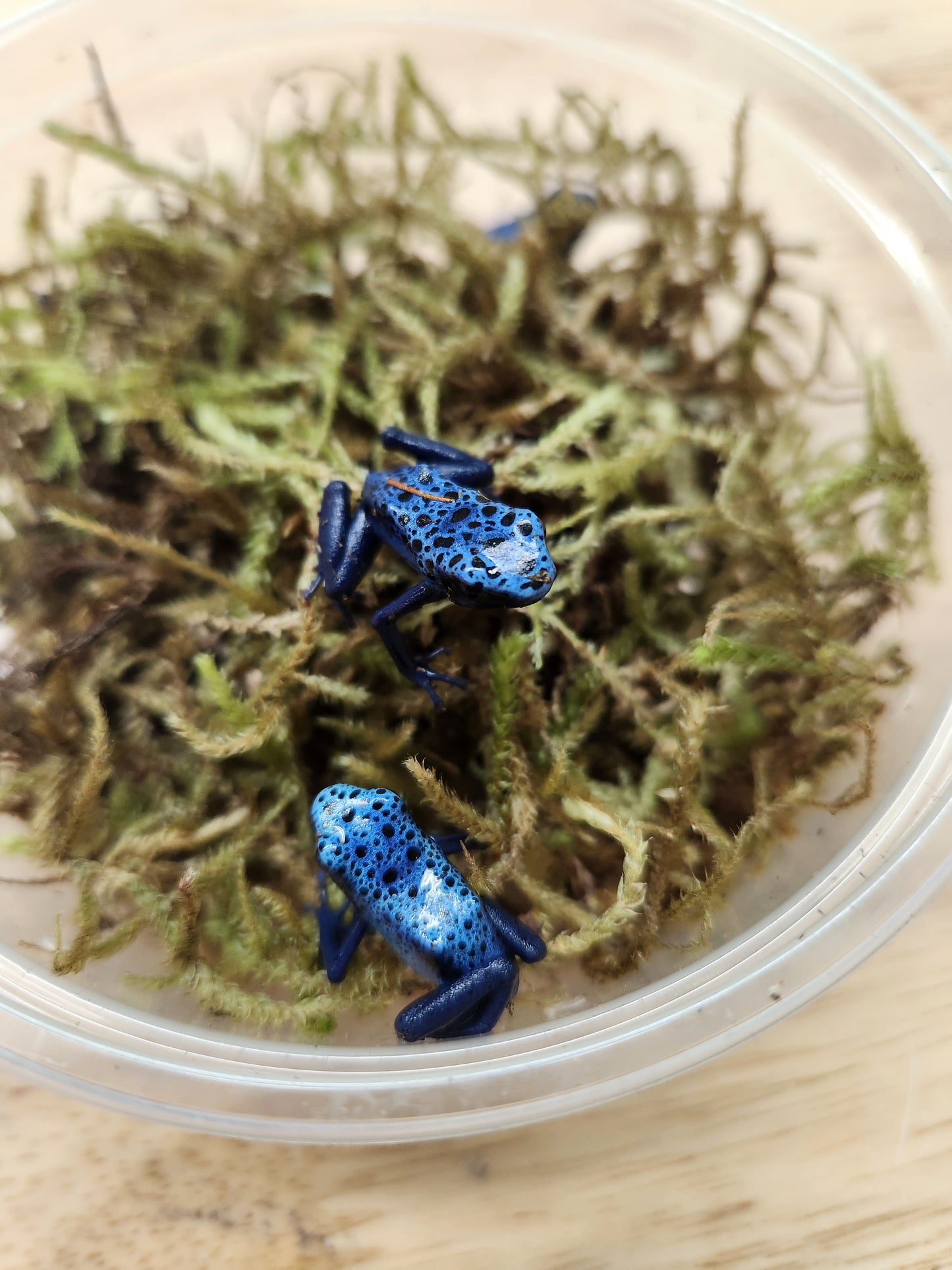 Amphibian - Dendrobates tinctorius 'azureus' - Unsexed