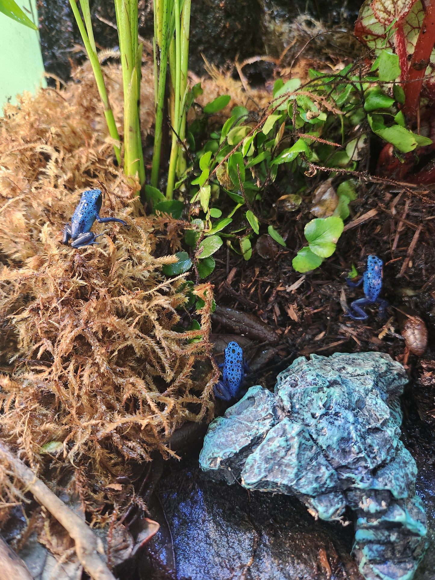 Amphibian - Dendrobates tinctorius 'azureus' - Unsexed