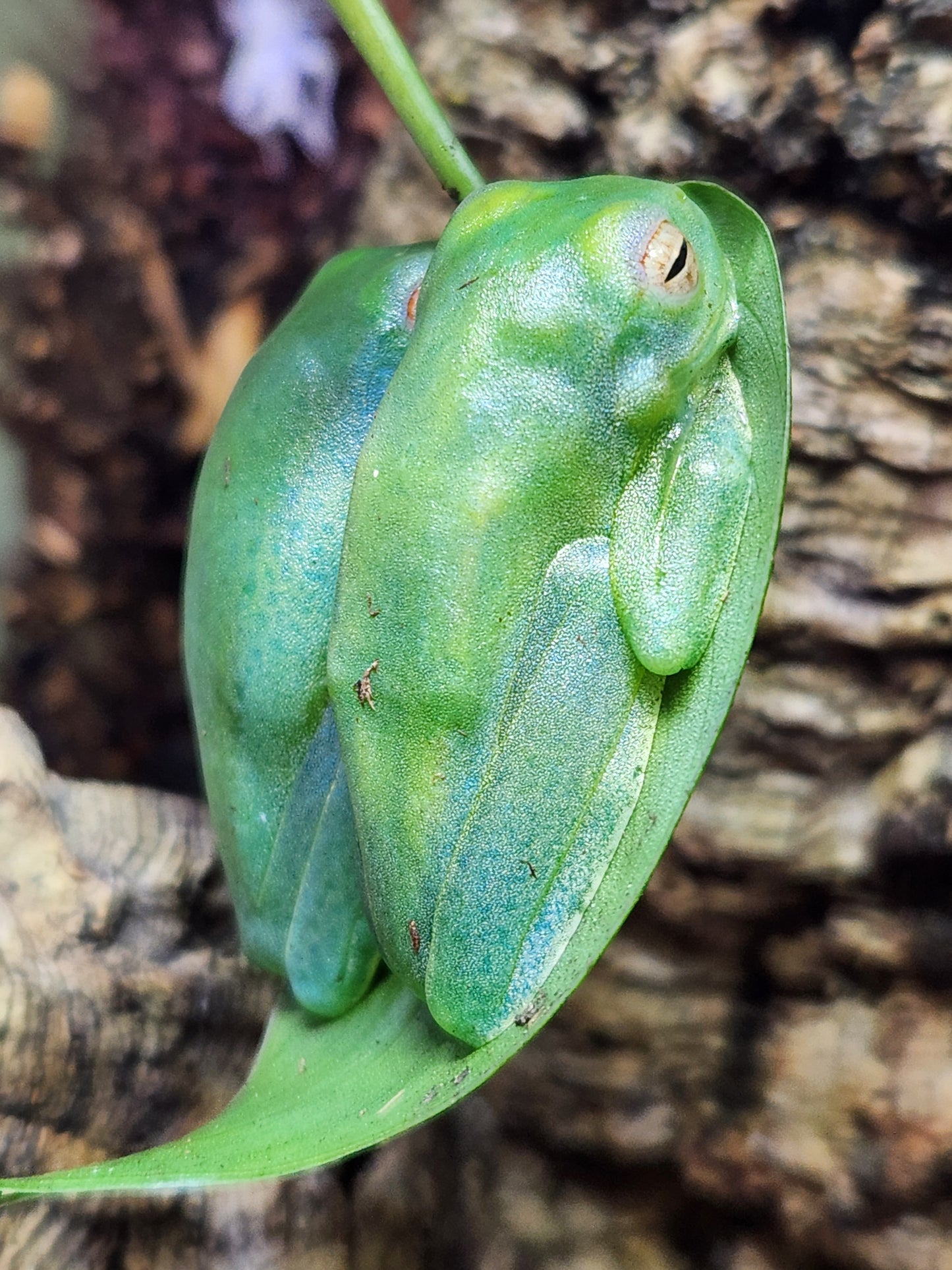 Amphibian - Ankafana Bright Eyed Tree Frog - Boophis luteus - Unsexed