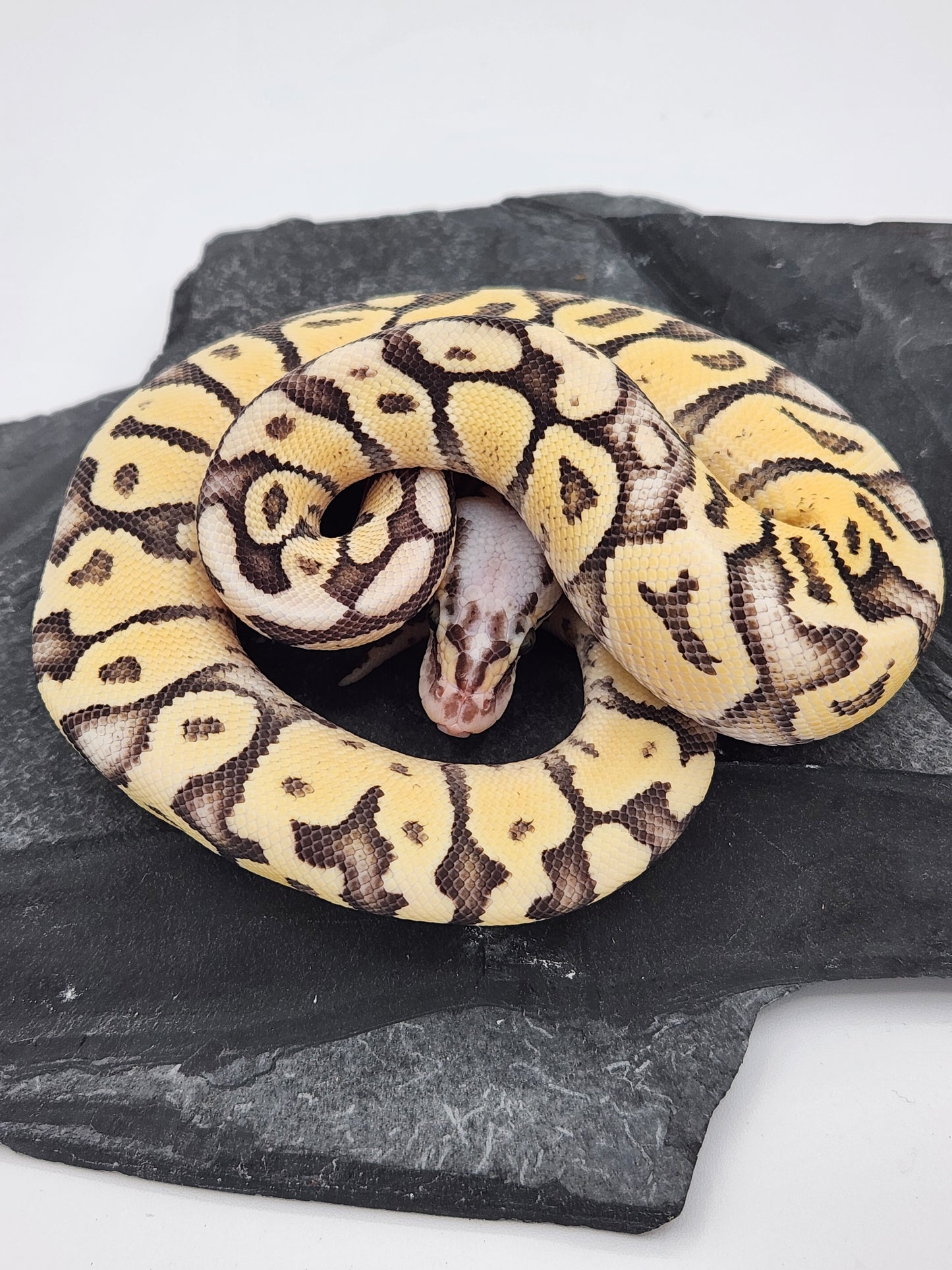 Snake - Ball Python - Superfly Het Clown - Male