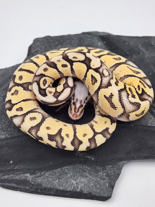 Snake - Ball Python - Superfly Het Clown - Male