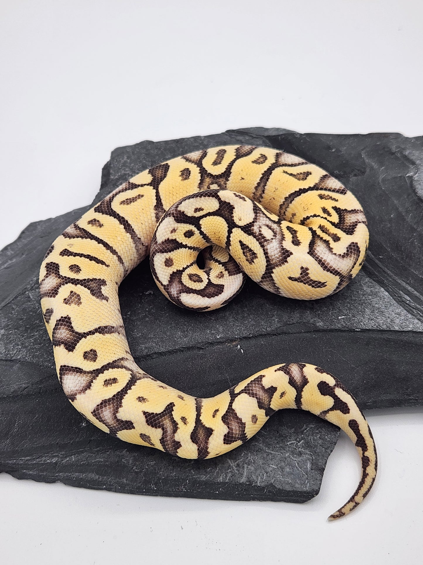 Snake - Ball Python - Superfly Het Clown - Male