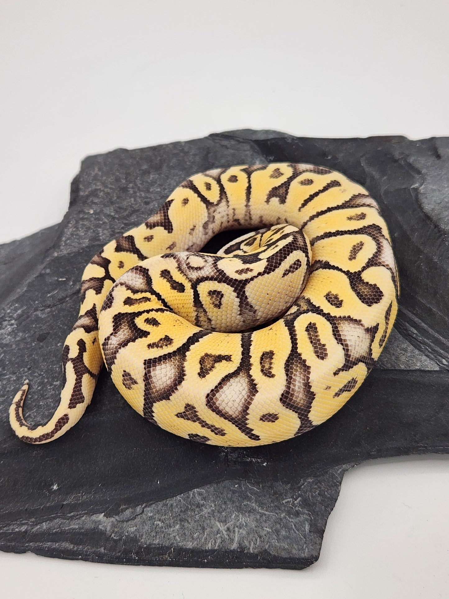 Snake - Ball Python - Superfly Het Clown - Male