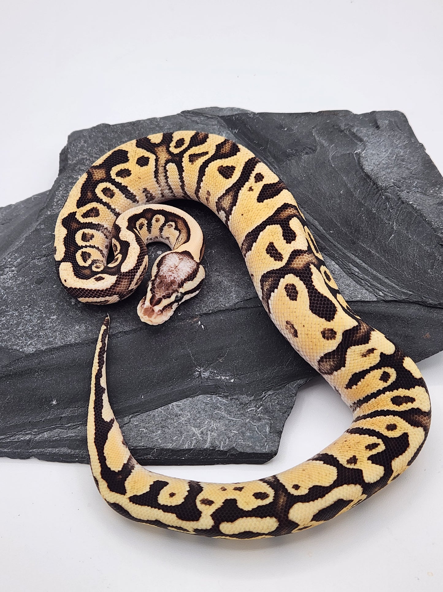 Snake - Ball Python - Firefly Het Clown - Female