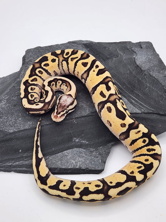 Snake - Ball Python - Firefly Het Clown - Female