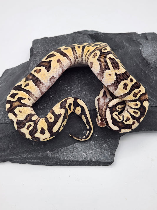 Snake - Ball Python - Firefly Het Clown - Male