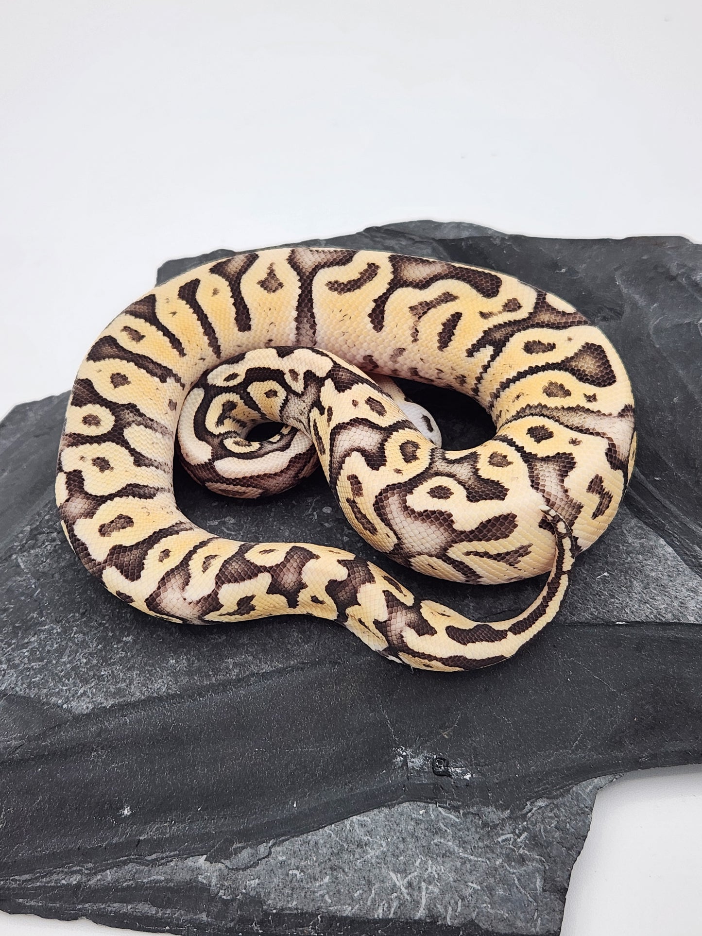 Snake - Ball Python - Superfly Het Clown - Female