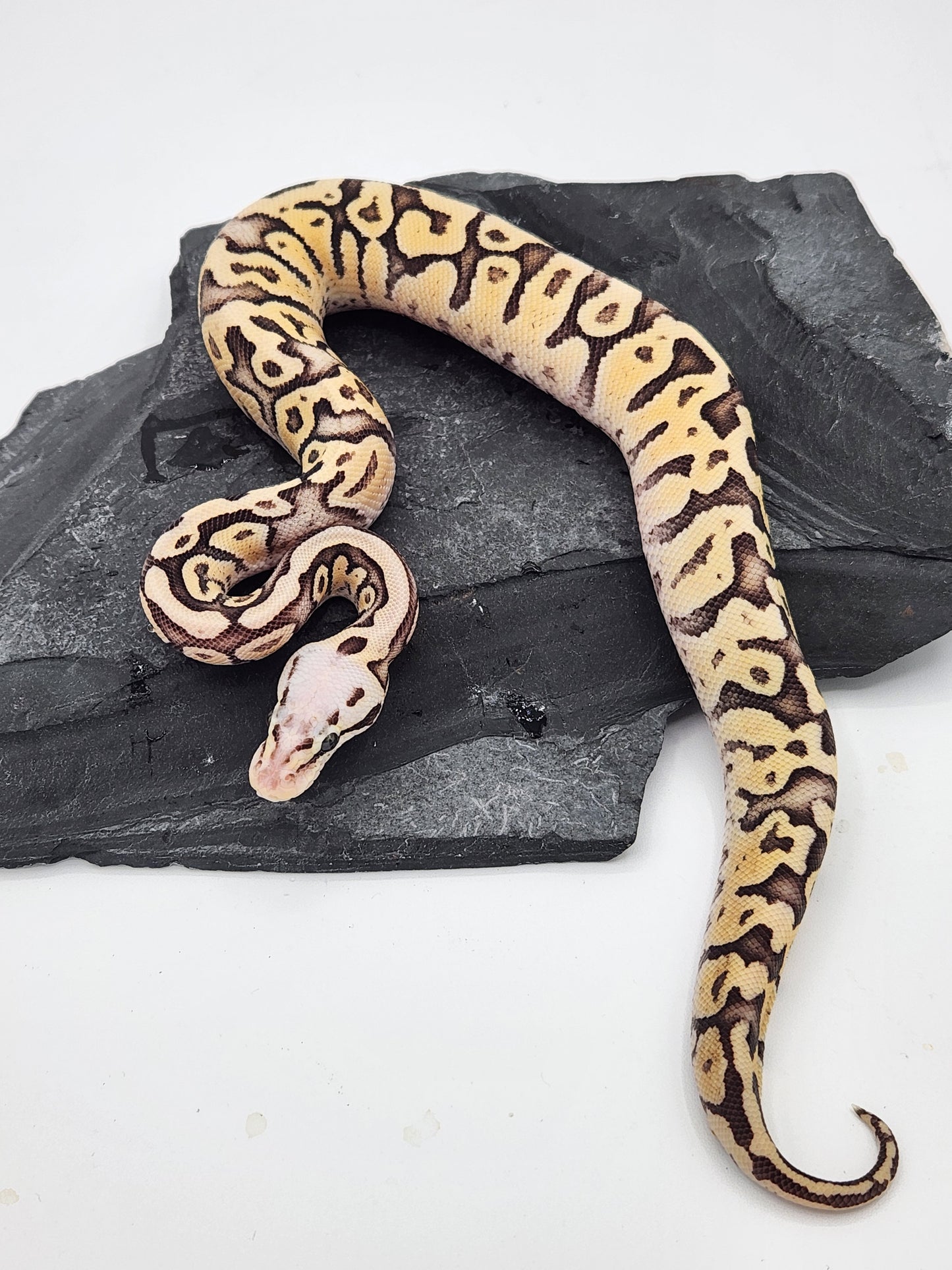 Snake - Ball Python - Superfly Het Clown - Female