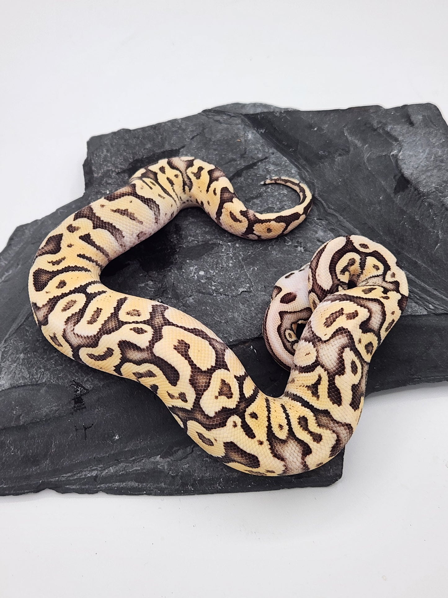 Snake - Ball Python - Superfly Het Clown - Female