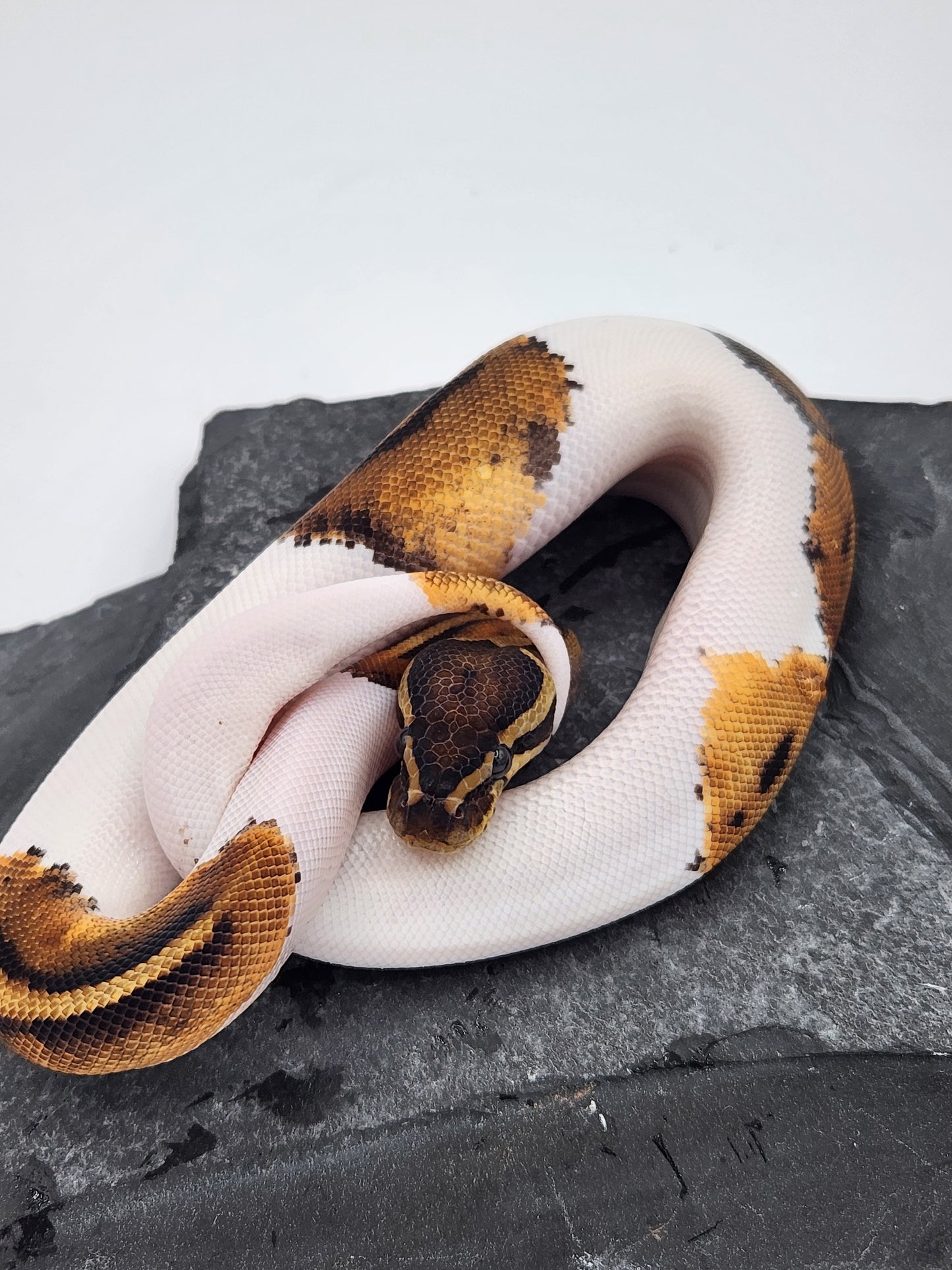 Snake - Ball Python - Piebald 66% PH VPI - Male 2