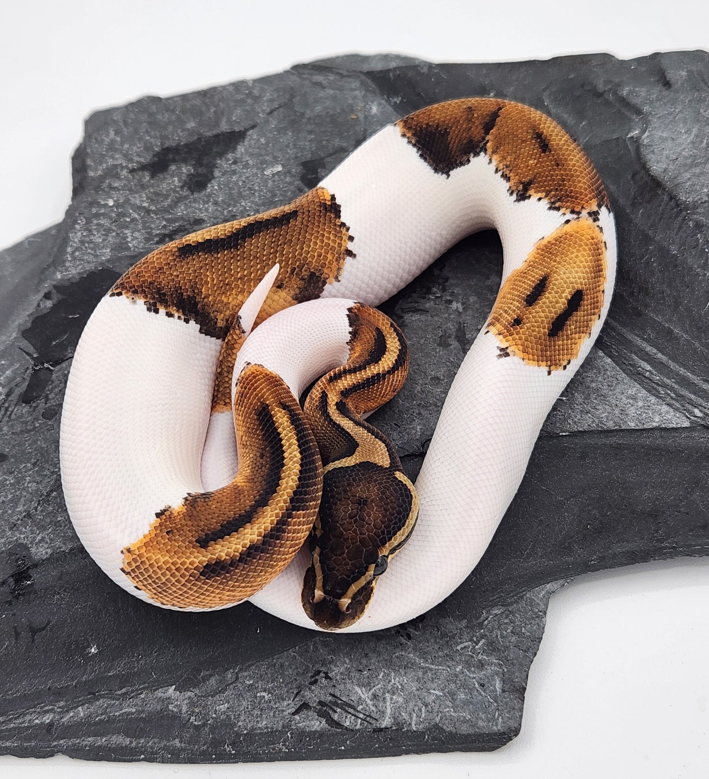 Snake - Ball Python - Piebald 66% PH VPI - Male 2