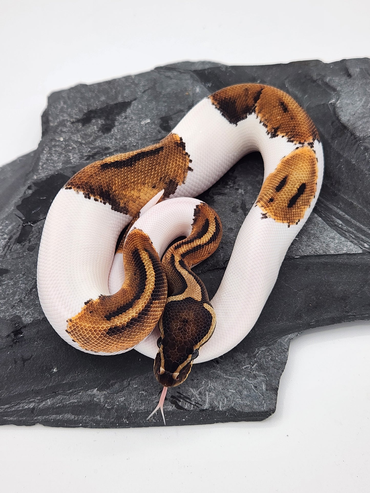 Snake - Ball Python - Piebald 66% PH VPI - Male 2
