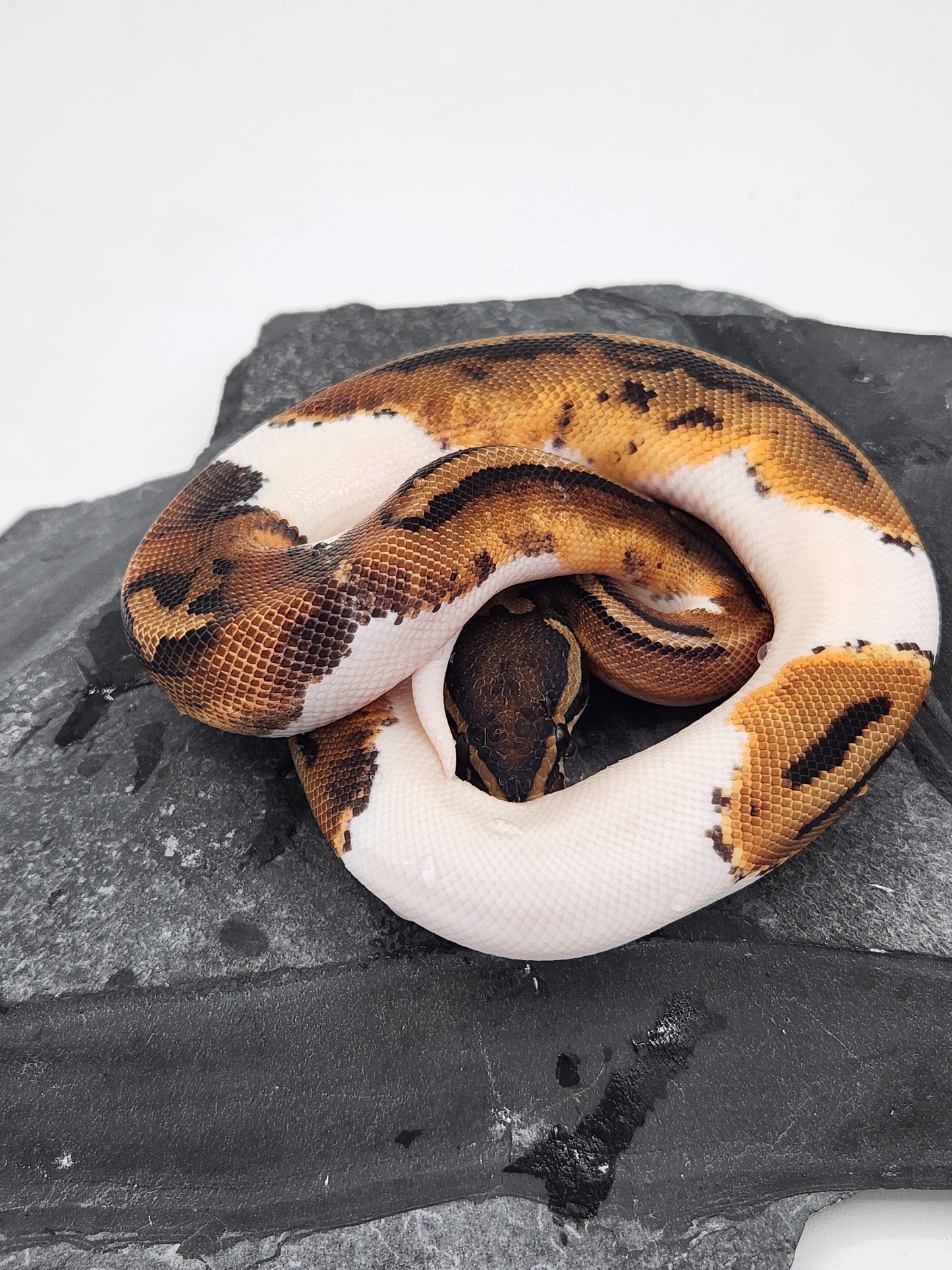 Snake - Ball Python - Piebald 66% PH VPI - Male 1