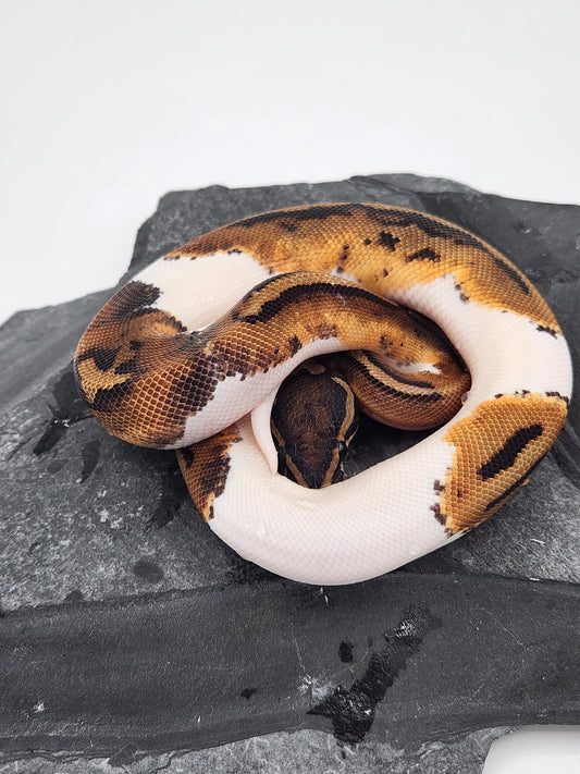 Snake - Ball Python - Piebald 66% PH VPI - Male 1