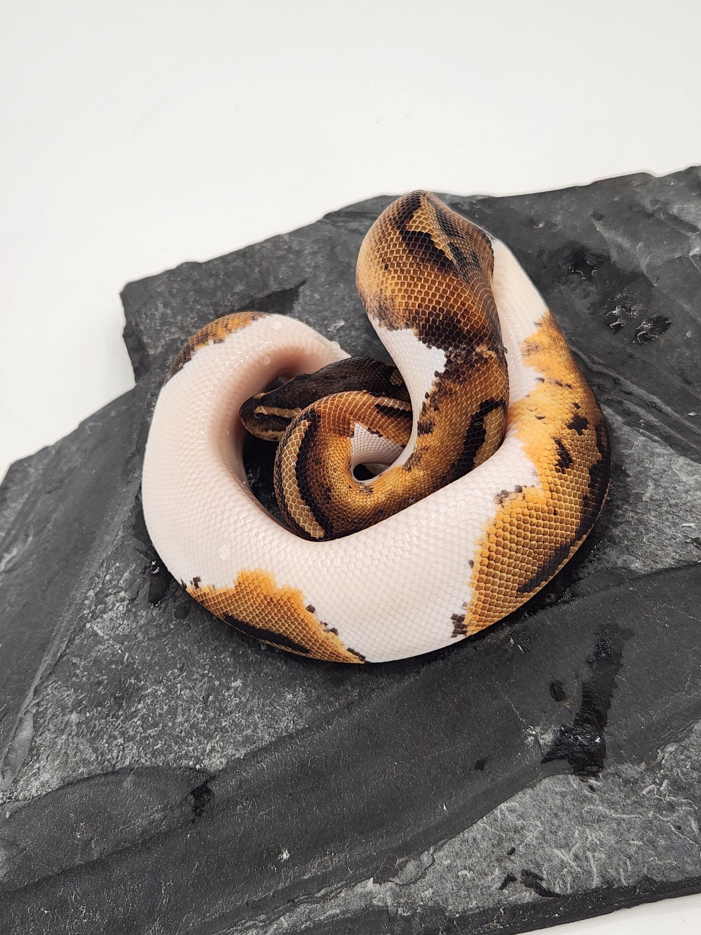 Snake - Ball Python - Piebald 66% PH VPI - Male 1