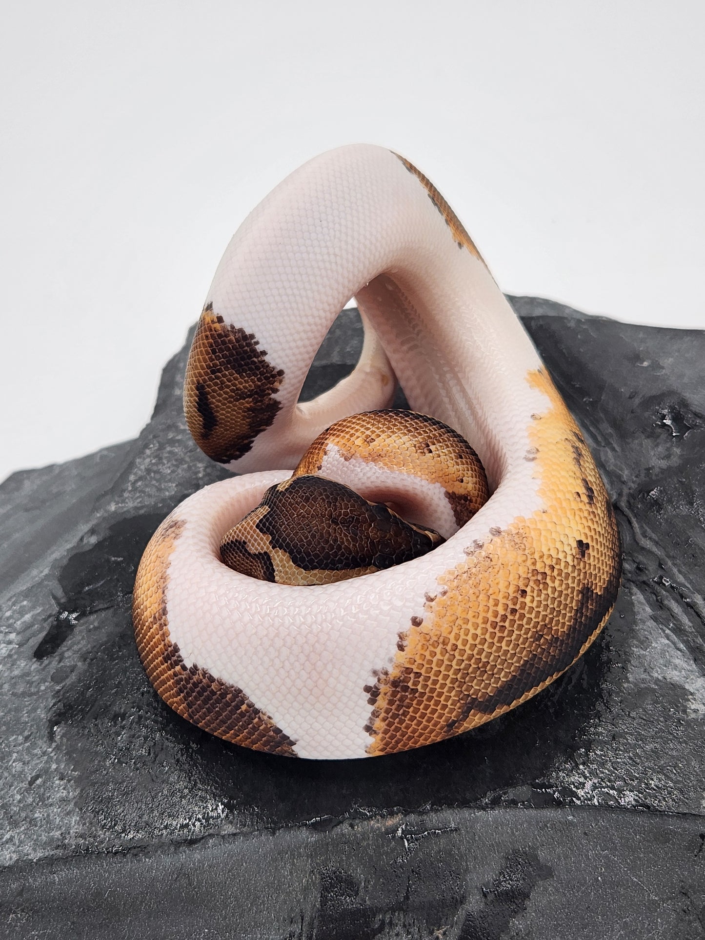 Snake - Ball Python - Piebald 66% PH VPI - Male 1